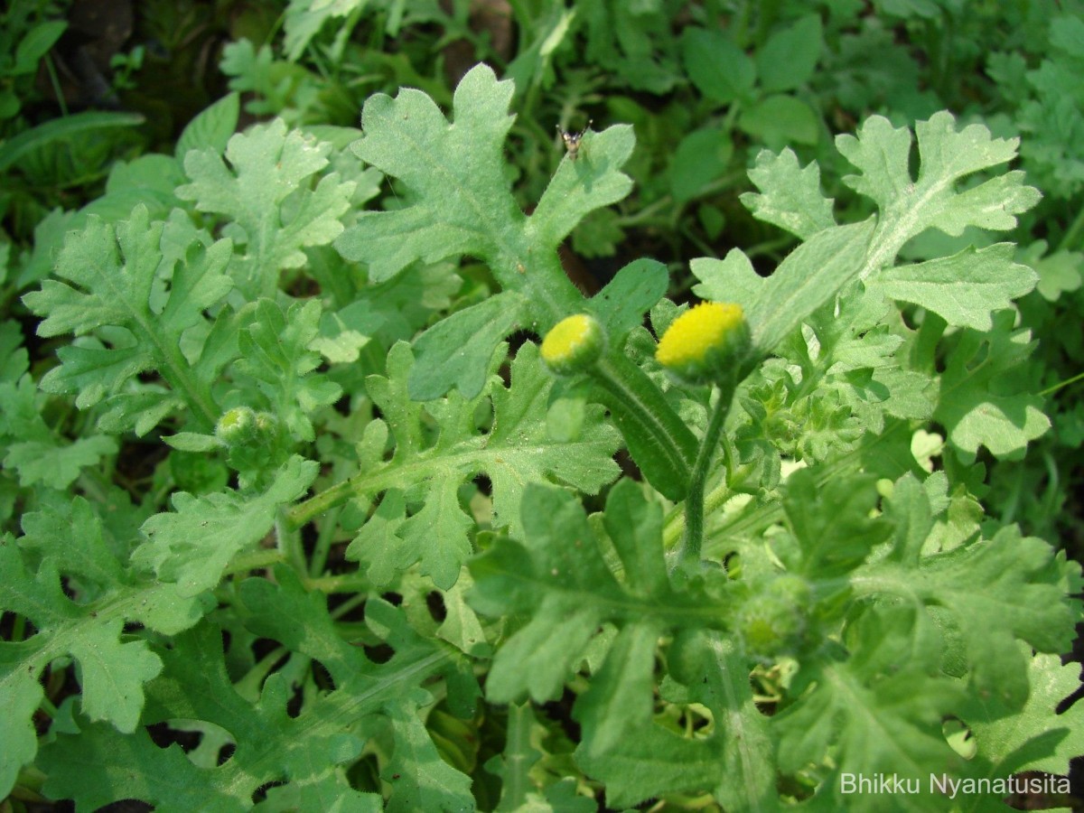 Grangea maderaspatana (L.) Poir.